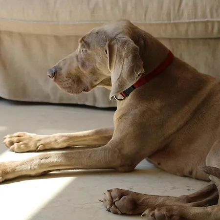 Rambaldi Casa Nr 7 Apartment