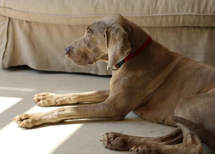 Rambaldi Casa Nr 7 Apartment